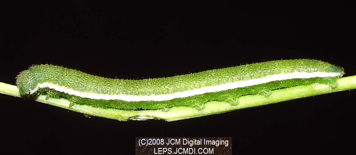 Nearly mature fifth instar Sara Orange-Tip butterfly larvae, filmed 5-22-2008